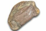 Fossil Dinosaur Phalanx (Toe) Bone - Montana #246234-1